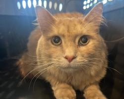 Shelter Stray Male Cat last seen , 2080 S Quebec St, Denver, CO 80231, USA