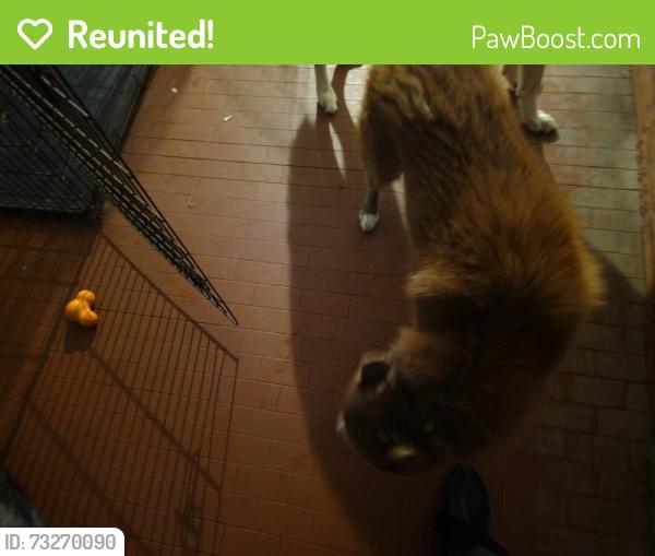 Reunited Male Dog last seen Casa Del Rio Terrace, Jacksonville, Jacksonville, FL 32257