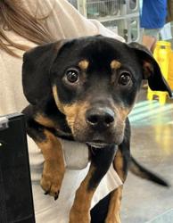 Shelter Stray Male Dog last seen PINE ACRES RD, 31078 LA-36, Lacombe, LA 70445, USA