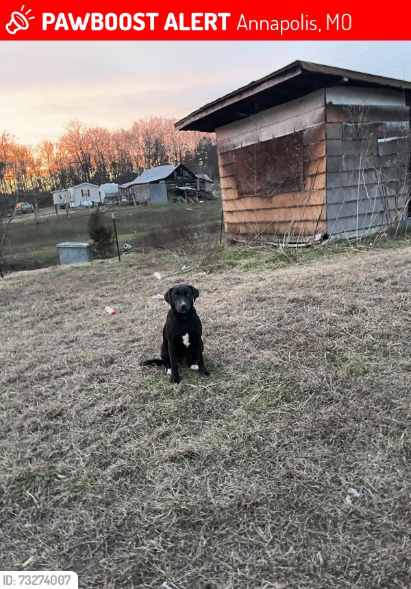 Lost Female Dog last seen Last seen on 143, Annapolis, MO 63620