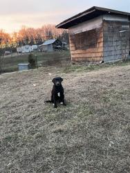 Lost Female Dog last seen Last seen on 143, Annapolis, MO 63620