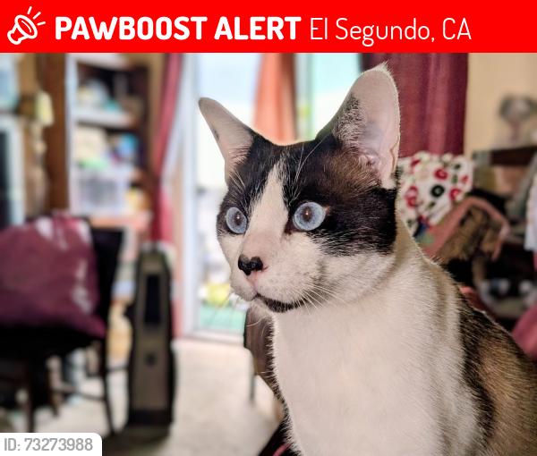 Lost Male Cat last seen Near block of Sheldon St. in El Segundo, CA, between E. Pine to the south and E. Mariposa to the north., El Segundo, CA 90245