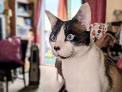 Lost Male Cat last seen Near block of Sheldon St. in El Segundo, CA, between E. Pine to the south and E. Mariposa to the north., El Segundo, CA 90245