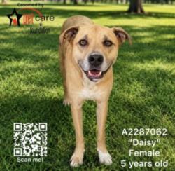 Shelter Stray Female Dog last seen , 3201 Lacy St, Los Angeles, CA 90031, USA