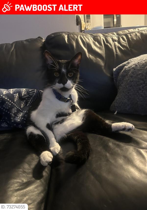 Lost Male Cat last seen Montgomery Road, Altamonte Springs, FL 32714