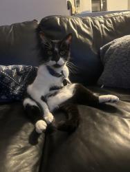 Lost Male Cat last seen Montgomery Road, Altamonte Springs, FL 32714