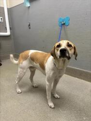 Shelter Stray Male Dog last seen Near BLOCK S LAS VEGAS BLVD, HENDERSON NV 89044, 655 N Mojave Rd, Las Vegas, NV 89101, USA