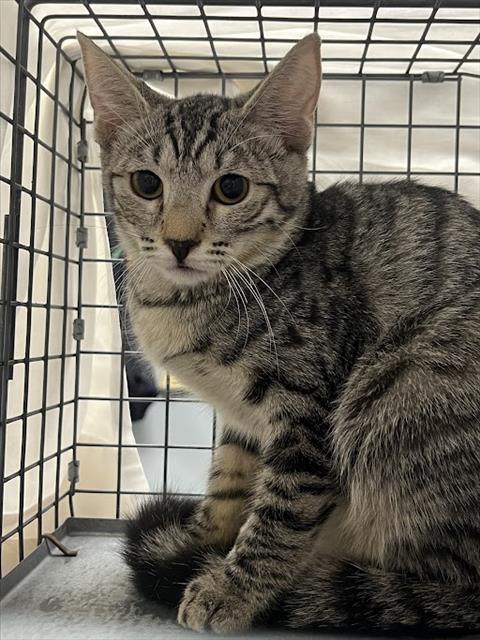 Shelter Stray Female Cat last seen Near BLOCK BURMA RD, NORTH LAS VEGAS NV 89032, 655 N Mojave Rd, Las Vegas, NV 89101, USA