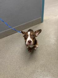 Shelter Stray Female Dog last seen Near BLOCK ALGIERS DR, LAS VEGAS NV 89115, 655 N Mojave Rd, Las Vegas, NV 89101, USA