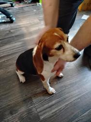 Found/Stray Female Dog last seen Nova Vista apmts, San Antonio, TX 78244