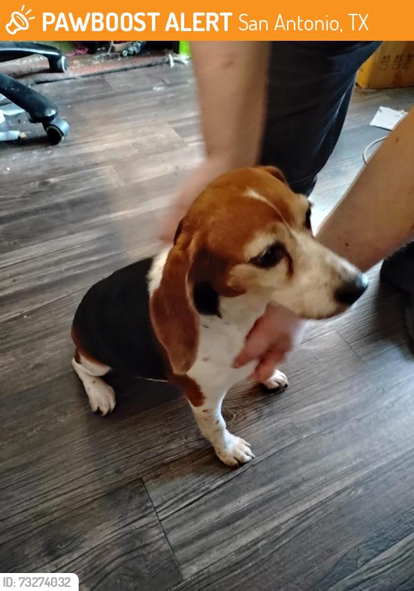 Found/Stray Female Dog last seen Nova Vista apmts, San Antonio, TX 78244