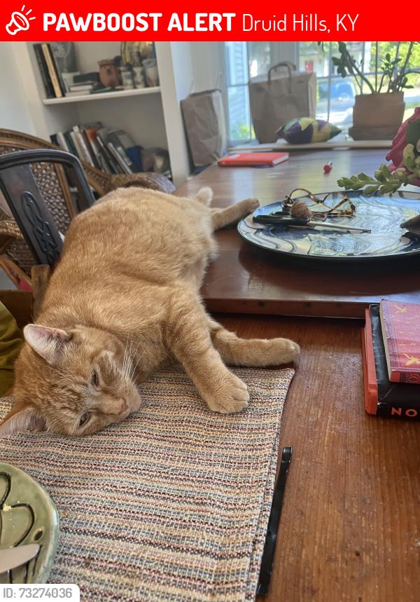 Lost Male Cat last seen Chippewa rd, Druid Hills, KY 40207