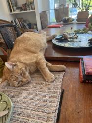 Lost Male Cat last seen Chippewa rd, Druid Hills, KY 40207