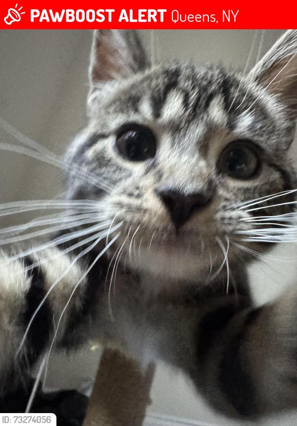 Lost Female Cat last seen 23-74 29th street, Queens, NY 11105