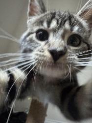 Lost Female Cat last seen 23-74 29th street, Queens, NY 11105