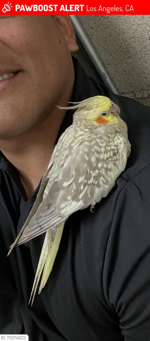 Lost Female Bird last seen San Fernando Gardens, Los Angeles, CA 91331