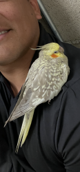 Lost Female Bird last seen San Fernando Gardens, Los Angeles, CA 91331