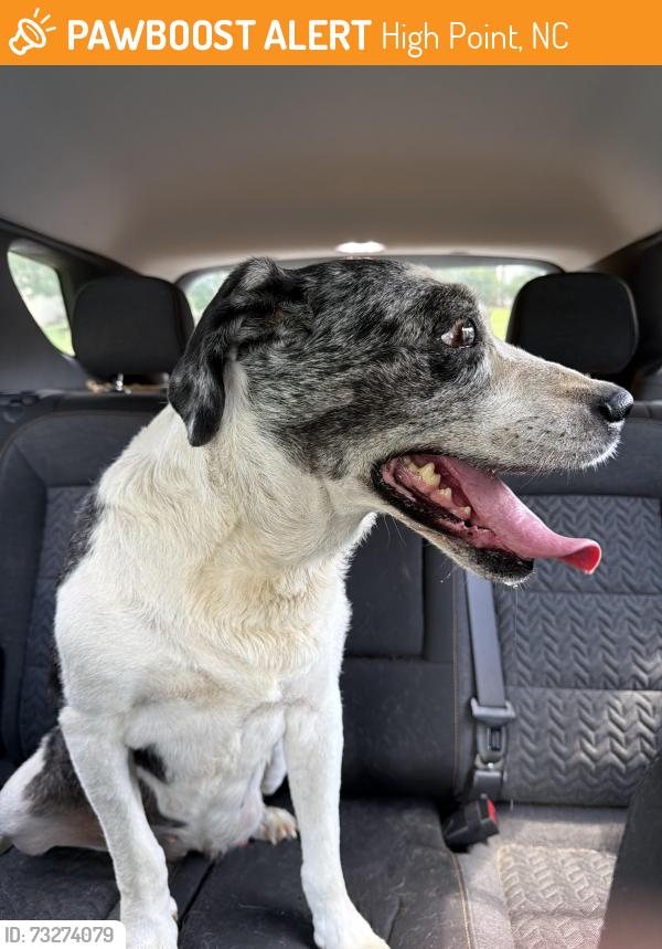Found/Stray Female Dog last seen Hammock Dr and Freestone St, High Point, NC 27265