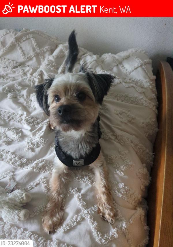Lost Male Dog last seen Se Covington-Sawyer Rd and 173rd Place, Kent, WA 98042