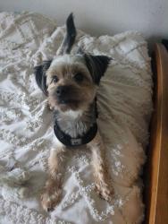 Lost Male Dog last seen Se Covington-Sawyer Rd and 173rd Place, Kent, WA 98042