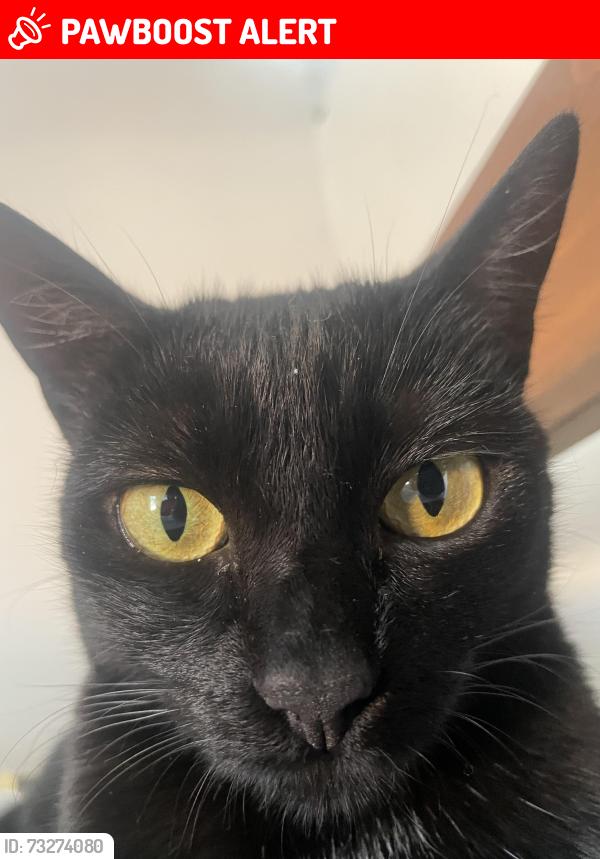 Lost Female Cat last seen Não entendi, Jardim Santa Margarida, SP 04930-290