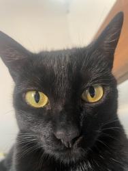 Lost Female Cat last seen Não entendi, Jardim Santa Margarida, SP 04930-290