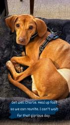 Reunited Male Dog last seen Route 47 and Garden St on Yorkville IL, Yorkville, IL 60560
