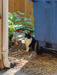 Found/Stray Unknown Cat last seen 15th avenue 106th st Washington, Seattle, WA 98125