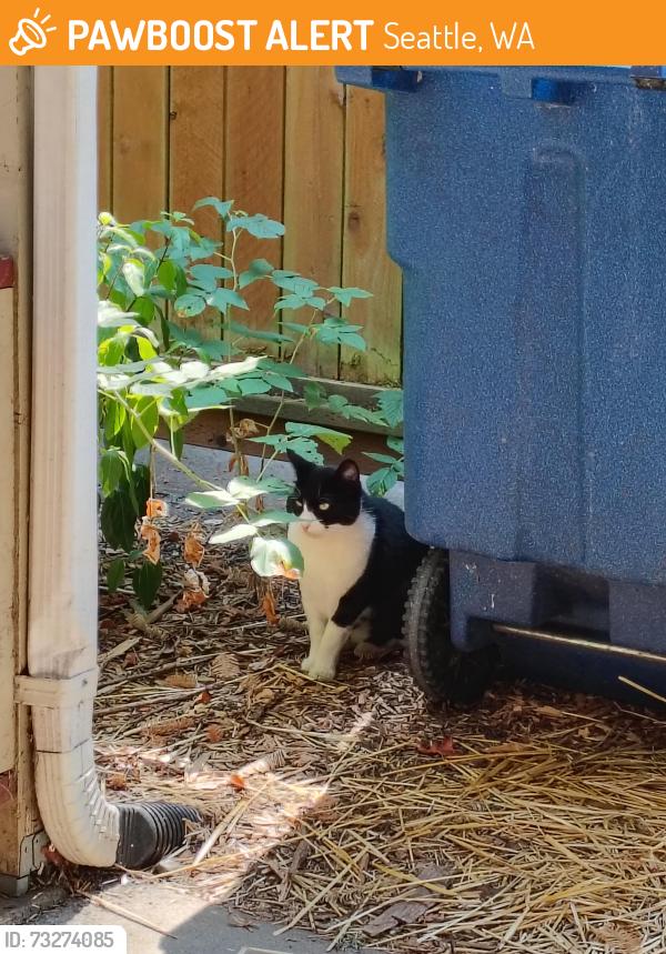 Found/Stray Unknown Cat last seen 15th avenue 106th st Washington, Seattle, WA 98125