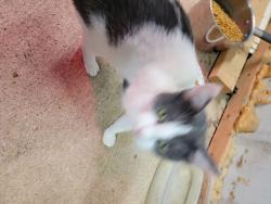 Lost Female Cat last seen Close to Roseburg Event Center 4 blocks down, Marion, IN 46953