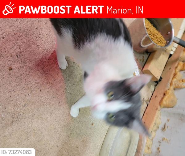 Lost Female Cat last seen Close to Roseburg Event Center 4 blocks down, Marion, IN 46953
