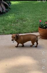 Reunited Female Dog last seen 11th and Zinnia, McAllen, TX 78504