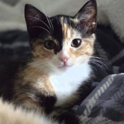 Lost Female Cat last seen Automall Parkway and Fremont Boulevard, Fremont, CA 94538