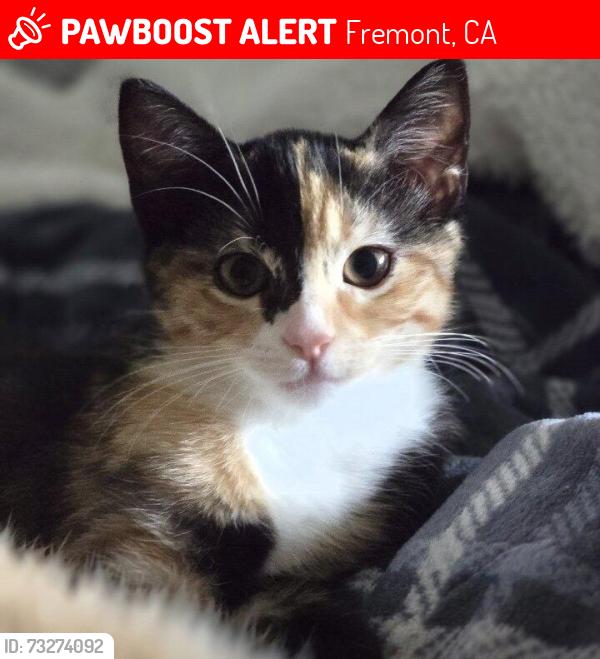 Lost Female Cat last seen Automall Parkway and Fremont Boulevard, Fremont, CA 94538