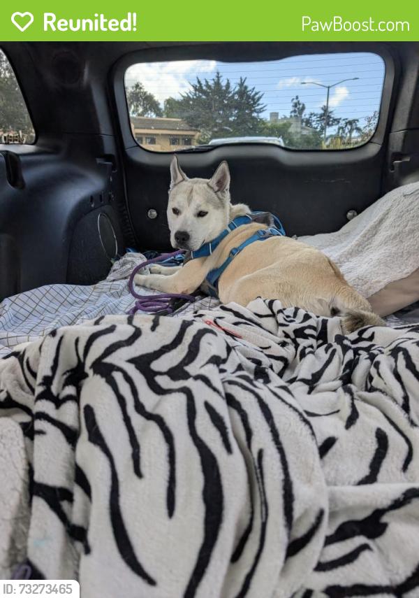 Reunited Male Dog last seen buri buri school, Indio and Del Paso, South San Francisco, CA 94080