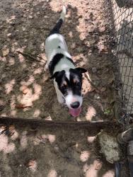 Found/Stray Female Dog last seen Near Georgetown Park, Hoover, AL 35216