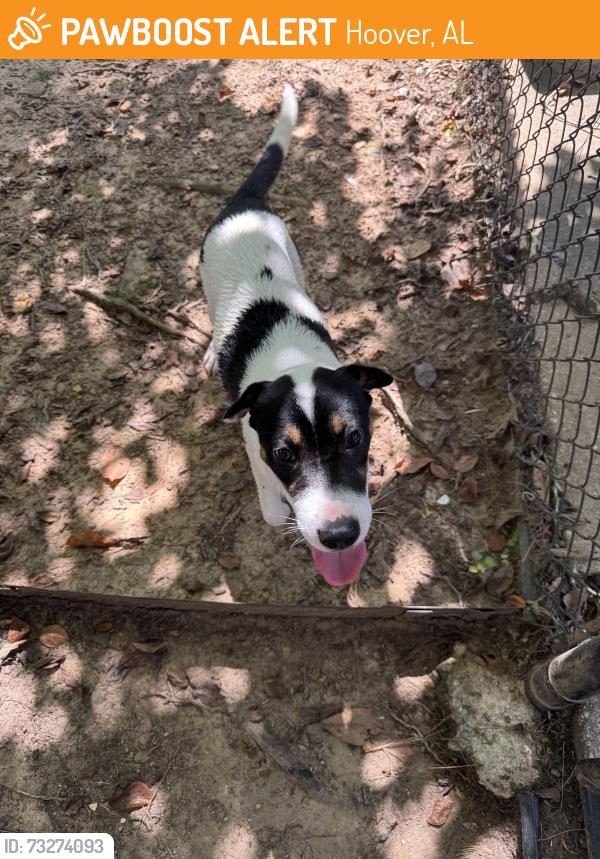 Found/Stray Female Dog last seen Near Georgetown Park, Hoover, AL 35216