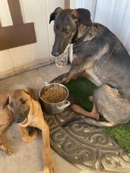 Found/Stray Female Dog last seen Arrowhead lake road, Hesperia, CA 92340