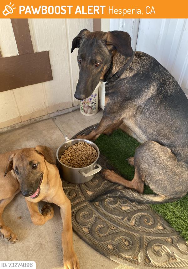 Found/Stray Female Dog last seen Arrowhead lake road, Hesperia, CA 92340