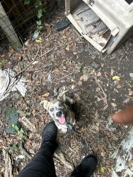 Reunited Male Dog last seen Crestwood, Birmingham, AL 35212