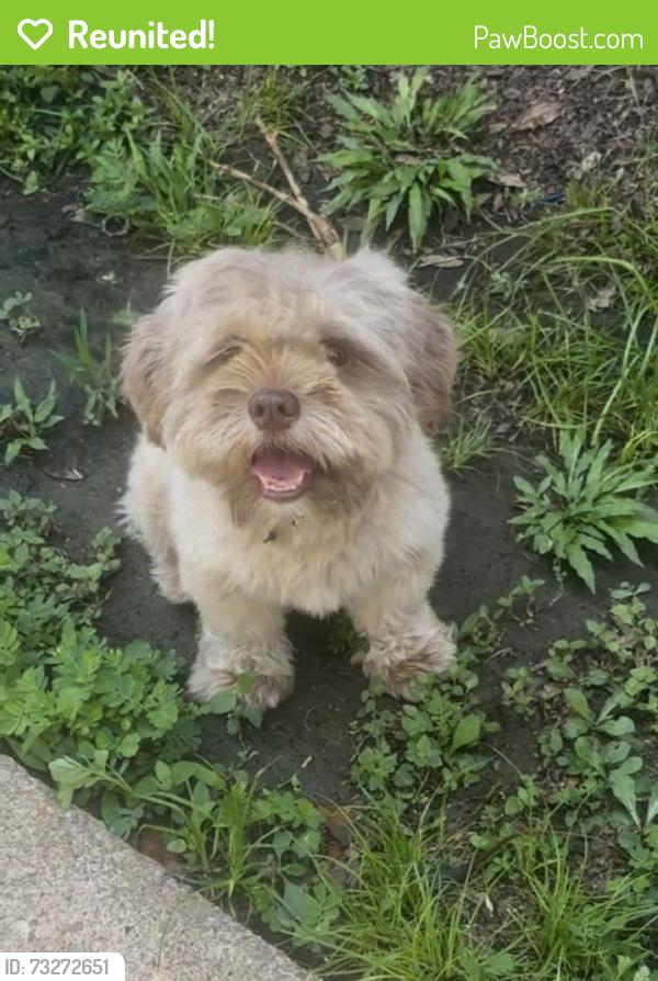 Reunited Male Dog last seen Gessner, Houston, TX 77071