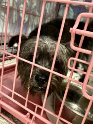 Shelter Stray Male Dog last seen Near Cedarhurst Rd, 21206, MD, 2490 Giles Rd, Baltimore, MD 21225, USA