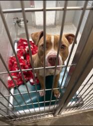 Shelter Stray Male Dog last seen Near Cedardale rd, 21215, MD, 2490 Giles Rd, Baltimore, MD 21225, USA