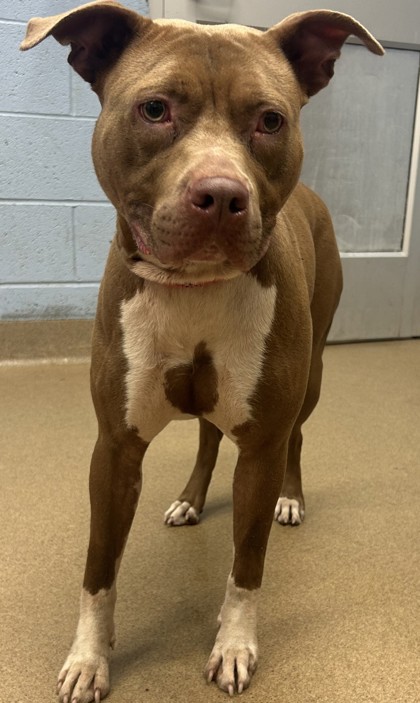 Shelter Stray Female Dog last seen Near Starline Dr, Decatur, GA 30032, 30032, GA, 3280 Chamblee Dunwoody Rd, Chamblee, GA 30341, USA