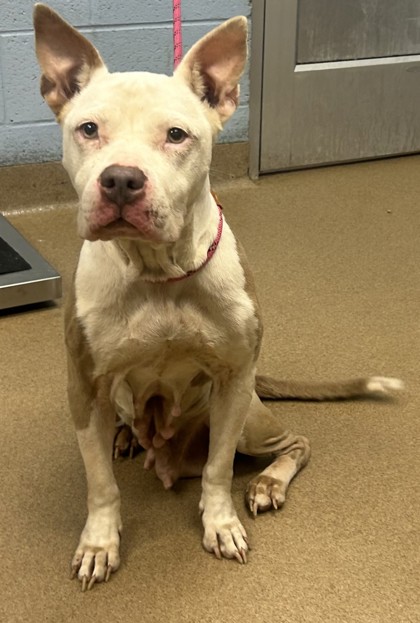 Shelter Stray Female Dog last seen Near Giles Road, 30058, GA, 3280 Chamblee Dunwoody Rd, Chamblee, GA 30341, USA