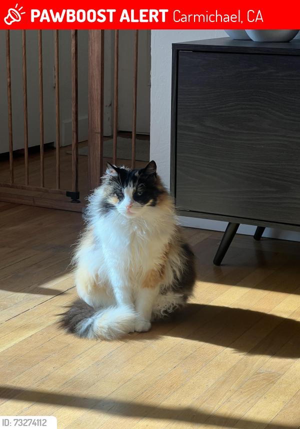 Lost Female Cat last seen Ancil Hoffman Golf Course / Palm Drive, Carmichael, CA 95608