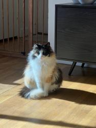 Lost Female Cat last seen Ancil Hoffman Golf Course / Palm Drive, Carmichael, CA 95608