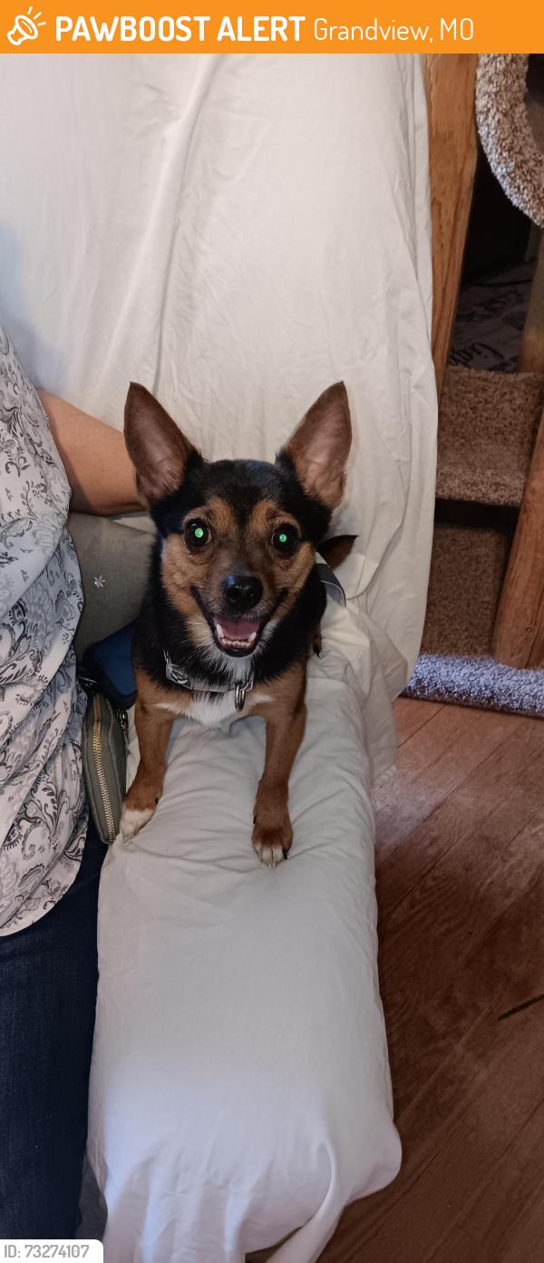 Found/Stray Male Dog last seen Norby and 135th st, Grandview, MO 64030