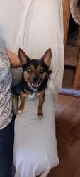 Found/Stray Male Dog last seen Norby and 135th st, Grandview, MO 64030