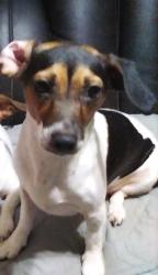 Lost Female Dog last seen 8th Avenue going North, Hialeah, FL 33012